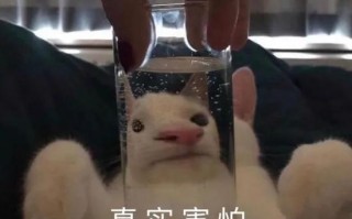 特别沙雕搞笑的文案女生，特别沙雕搞笑的文案女生短句