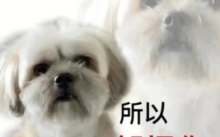 ZEE图片文案沙雕，zee的照片