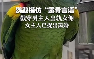 主人恶搞小鹦鹉视频，主人恶搞小鹦鹉视频大全
