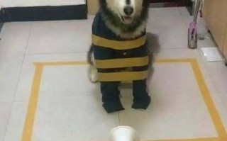 恶搞哈士奇吃饭视频，恶搞哈士奇吃饭视频大全