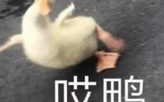 搞笑文案沙雕文案7，搞笑文案大全 爆笑
