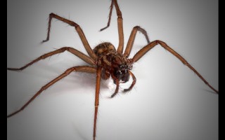 小孩用蜘蛛恶搞路人视频，小孩用蜘蛛恶搞路人视频是真的吗