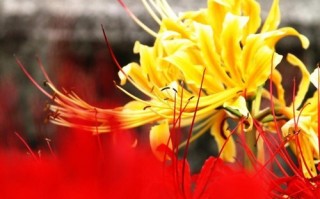 华心四朵花，华心四朵花相认是第几集