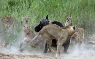 牛角狮子游玩攻略，牛角狮图片