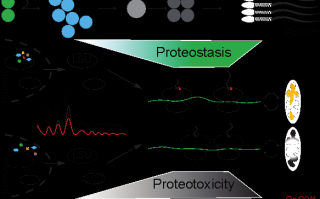 核糖体蛋白，核糖体蛋白在哪合成